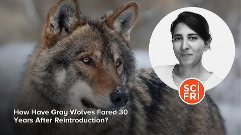 How Have Gray Wolves Fared 30 Years After Reintroduction?