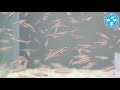 【チャーム】海水魚 オヨギイソハゼ Eviota bifasciata ツーストライプピグミーゴビー charm動画