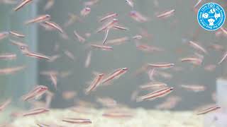 【チャーム】海水魚 オヨギイソハゼ Eviota bifasciata ツーストライプピグミーゴビー charm動画