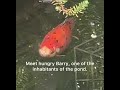 Meet one of the inhabitants of the pond, I will introduce one each day this week 🎏