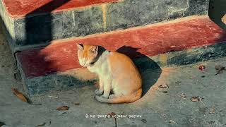 আরেকটাবার যদি শৈশবে ফিরে যেতে পারতাম🥀✨| Village Cinematic Video | Iphone 12 Pro | Childhood Memories screenshot 4