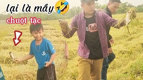 Đào bắt chuột đồng mùa gặt lúa phàn 2 #cônghímiềntây #chuột đông