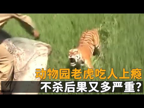 動物園老虎發瘋吃人，老虎吃人會上癮，不殺後果又多嚴重？