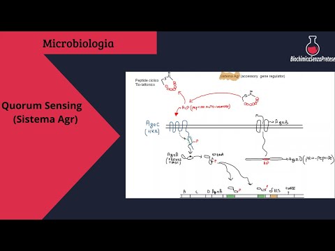 Video: Che cos'è il quorum sensing in che modo è correlato ai biofilm?