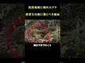 我が子を救うために命がけで車を止めたメス熊🐻