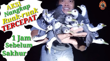 Berburu burung Ruak2 hanya 1 jam menggunakan tangan kosong @PancingPancang