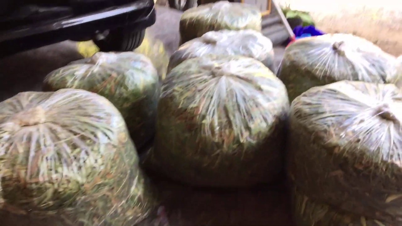 Inspirasi Peternak Kambing | Pembuatan Pakan Silase Rumput Odot Tanpa