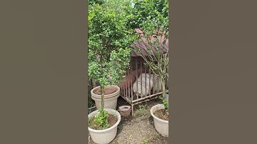 Bán cây nguyệt quế lá nhỏ gốc to thoát thân đẹp 0977973535