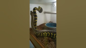 How to sex Pythons via Combat