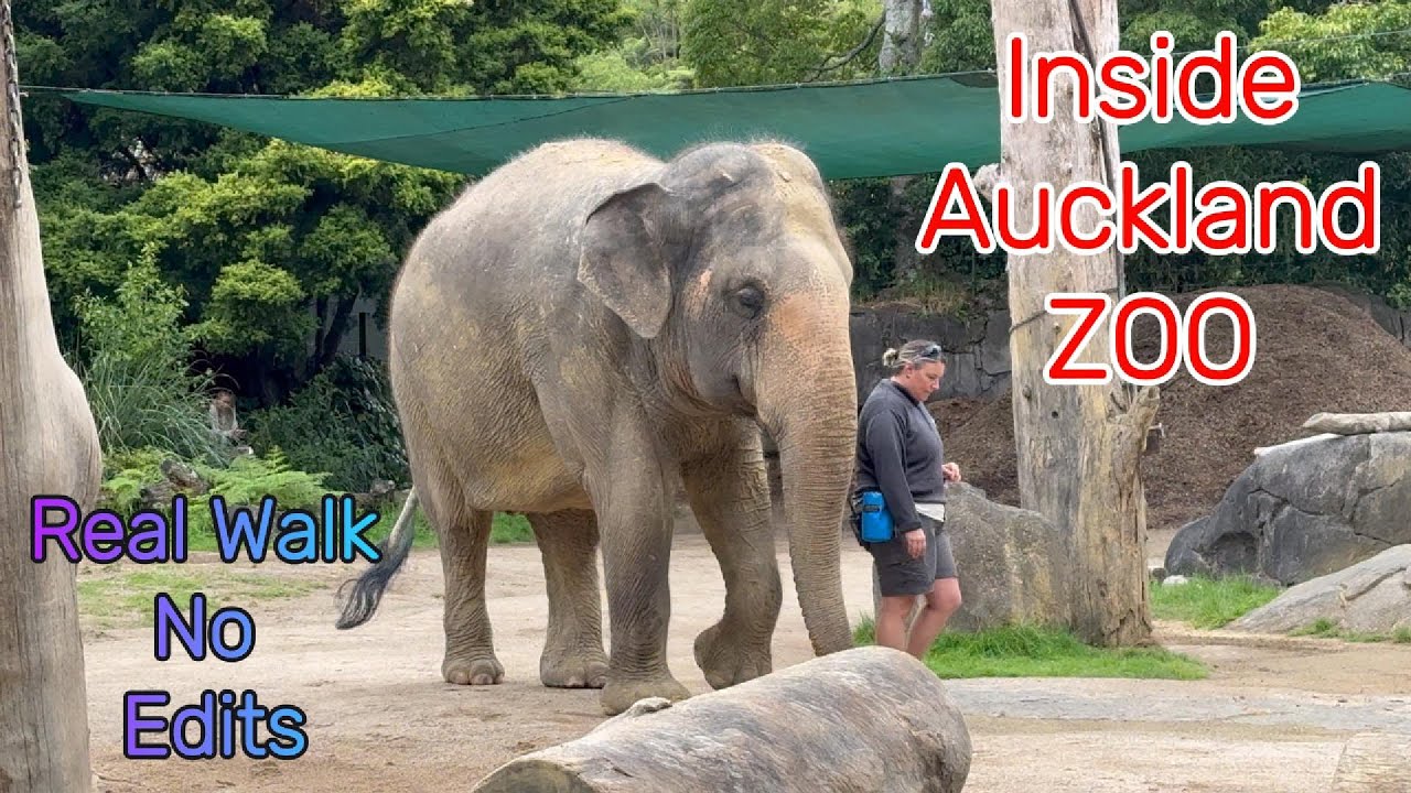 A Real Walk Through Auckland Zoo 🫶 No Edits, Just Real Life💝 Part 6 