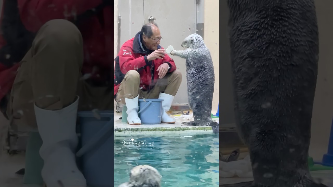 おじさんにオモチャを渡したくて慌てすぎちゃうメイちゃん #鳥羽水族館 #ラッコ #seaotter