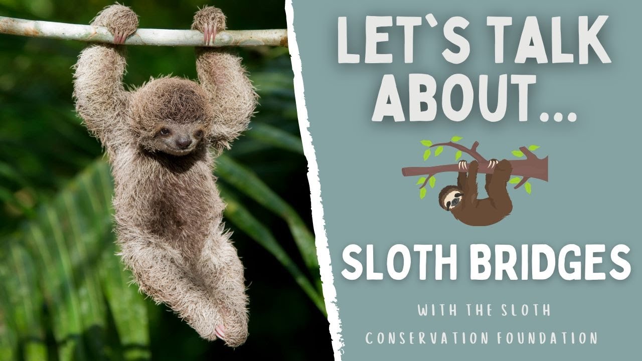 Reconnecting Fragmented Forests with Sloth Bridges | Let's Talk About Sloth Bridges