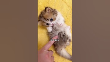 Hoe je een angstige kitten socialiseert: tips om vertrouwen op te bouwen #CatFacts #ShyKitten