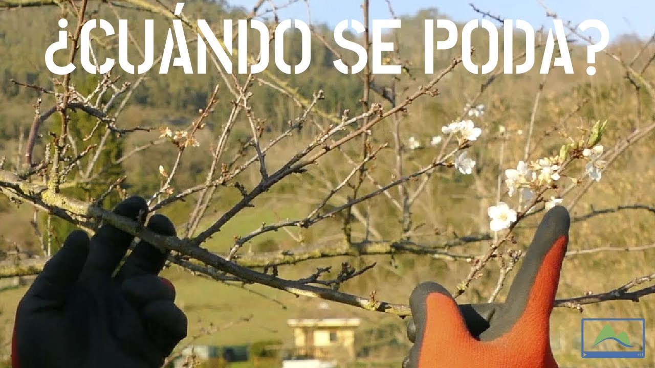 Cuándo es la MEJOR ÉPOCA para PODAR tus árboles FRUTALES 