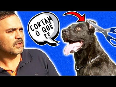 Porquê cortar a cauda e as orelhas ao Cão de Fila de São Miguel??  |  #9CoisasAÇORES