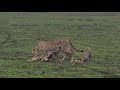 Best Safari In Ndutu Ngorongoro 2022 Best Safari In Ndutu Ngorongoro 2022