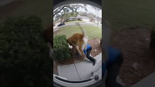 Dog Attacks Mailman