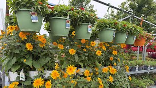 Walmart Garden Center summer plant inventory June 2025!