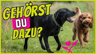 12 Zeichen, dass dein Hund dich als sein Rudel betrachtet by SchnüffelSchnuten 4,605 views 6 months ago 11 minutes, 6 seconds