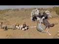 Cheetah Vs Ostrich Fight To Death | Mother Ostrich Don’t Protect Her Newborn From Cheetah