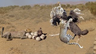 Cheetah Vs Ostrich Fight To Death | Mother Ostrich Don’t Protect Her Newborn From Cheetah