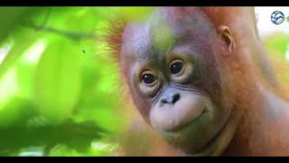 Orangutan Baby School At International Animal Rescue