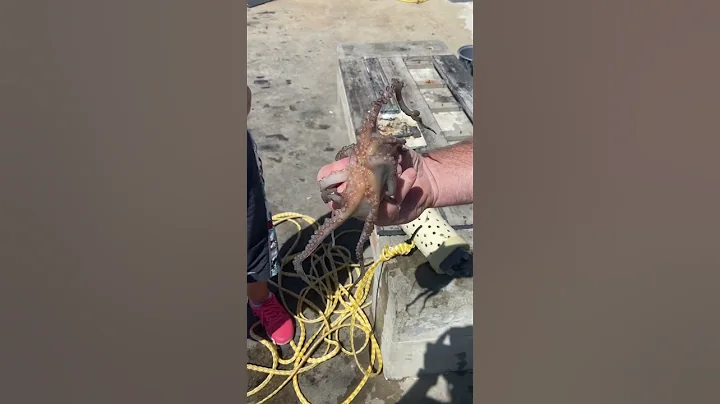 Baby octopus 🐙 #shorts #babyoctopus