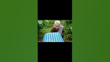 Capybara và bà: Capy và bà chơi trốn tìm #capybara