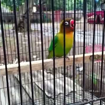 lovebird MINOR #short