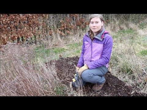 וִידֵאוֹ: Recovering An Grown Garden - Tips On Reclaiming Gardens Grown