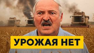 видео: Беларусь теряет урожай! Армия и МВД на полях! Почему жатва превращается в катастрофу? картинка: Беларусь теряет урожай! Армия и МВД на полях! Почему жатва превращается в катастрофу?