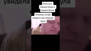 Чихуахуа, когда увидела как пернула муха: