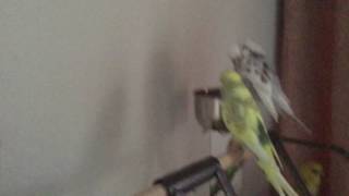 Birds Discover MCR *G NOTE WARNING*
