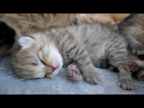 Cute parent and child cats who even look alike in their sleeping patterns...