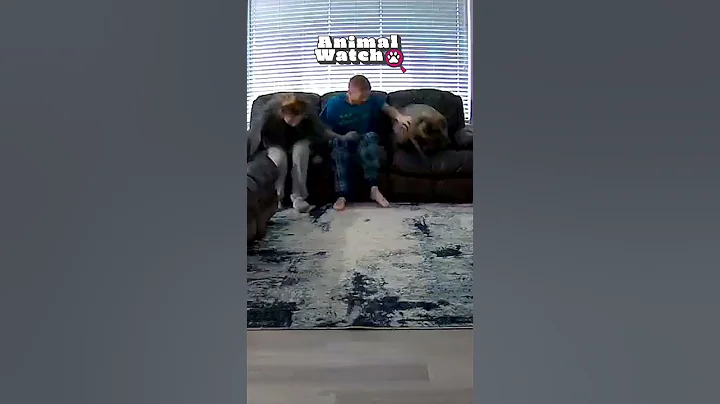 Video 11784261: cat wildlife funny, funny cats dogs