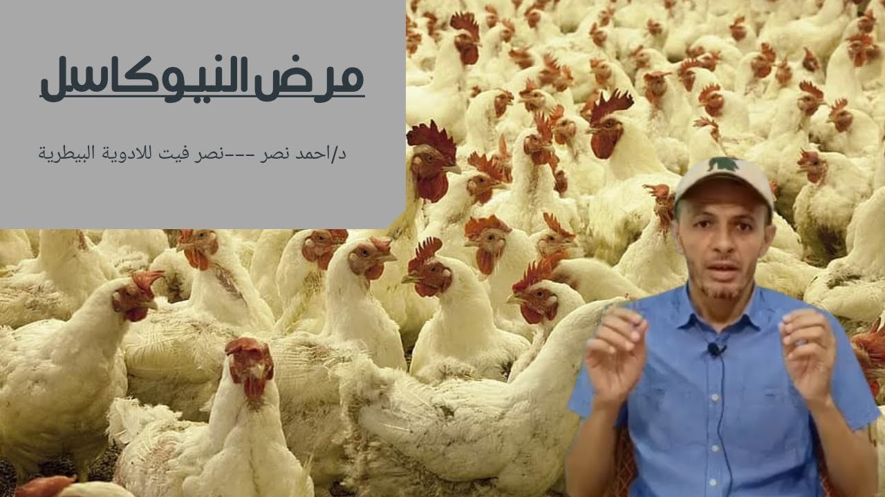 مرض النيوكاسل فى الدجاج | وعدوى النيوكاسل للإنسان