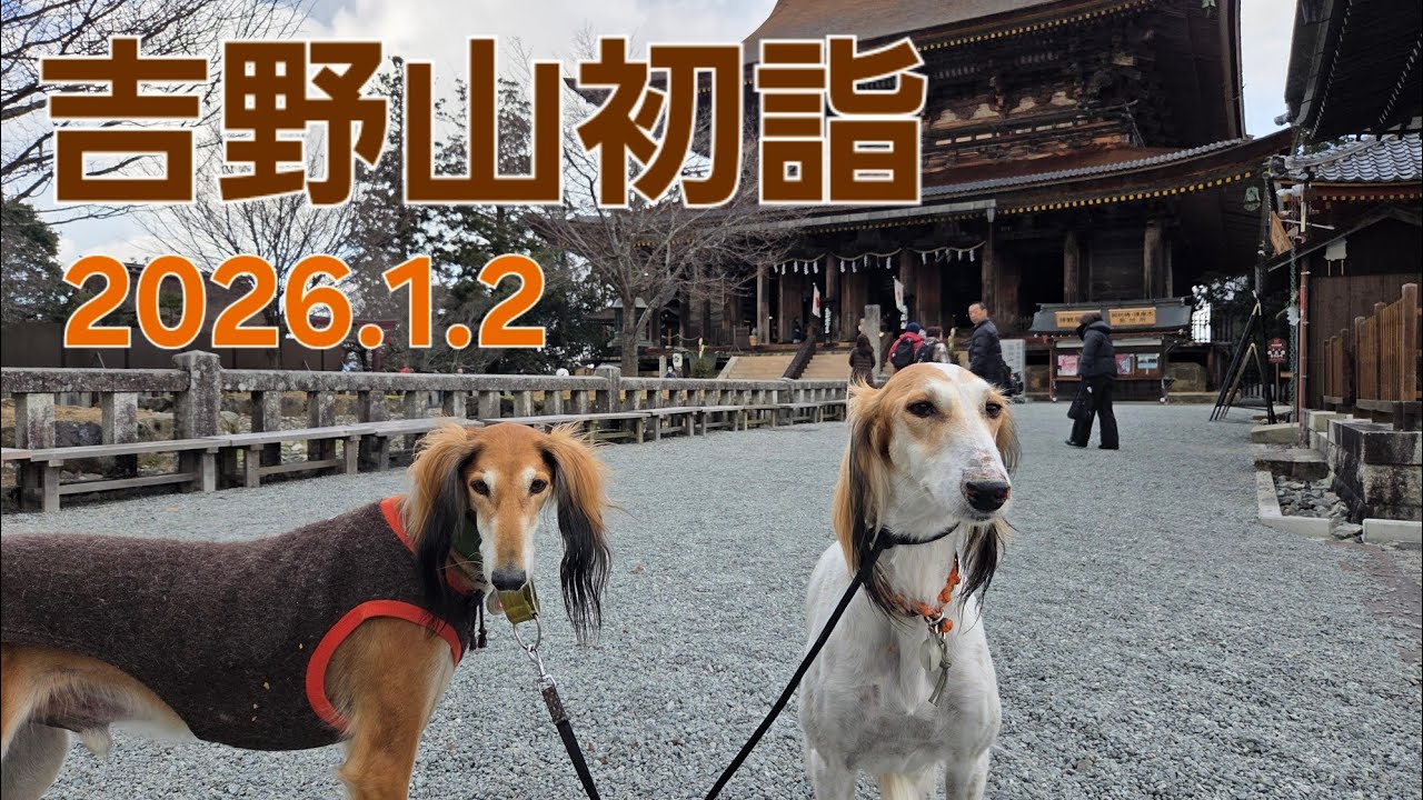 saluki 吉野山初詣