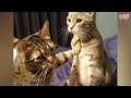 HD Cute funny hilarious cats are the best making us laugh ... 2018 cat compilation