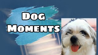 Dog Moments - Sharkey Vs. Stairs