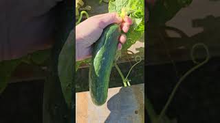 Harvesting Fresh Cucumber ?  My Little Farm farming shorts nature cucumber