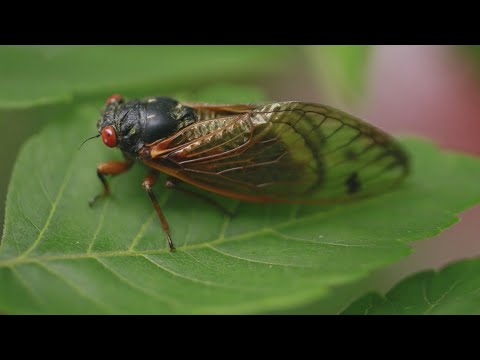 Video: ¿Estarán las cigarras en el oeste de carolina del norte?