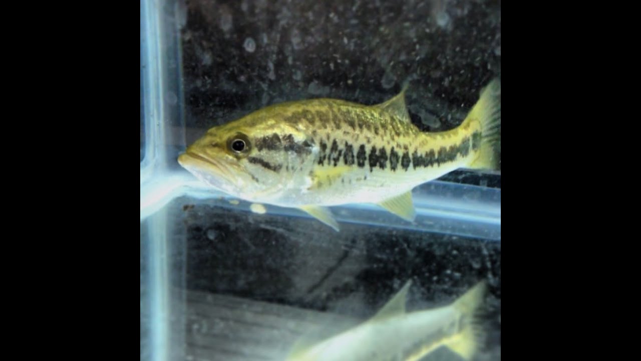 Pet Largemouth Bass feeding on a giant Lizard YouTube