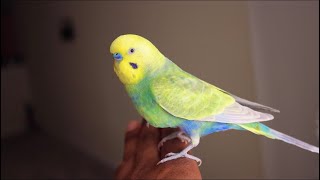 Loud Budgie Recalls by Budgie Breeder1 787 views 1 year ago 1 minute, 18 seconds