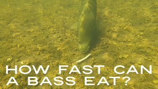 How Fast Can A Bass Eat ? #Shorts