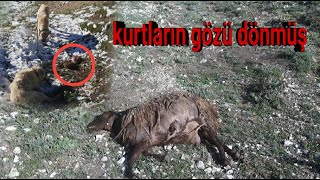 KURTLAR KOYUNU BİR GÜNDE PARAMPARÇA ETTİ ~BÜYÜK VE AÇ BİR KURT SÜRÜSÜYLE KARŞI KARŞIYAYIZ~