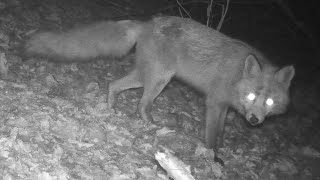 Red fox takes dead Blackbird away (trail camera)