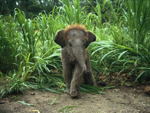 Vidéo: Quel est le plus grand zoo pour enfants de Moscou ?