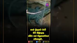 පාළු ළිඳකට වැටී සිටි කිඹුලෙකු බේරා ගත් මනුෂ්‍යත්වයේ මෙහෙයුම