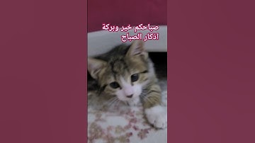 اذكار الصباح #cat #arabic #music #اكسبلور #قطتي
