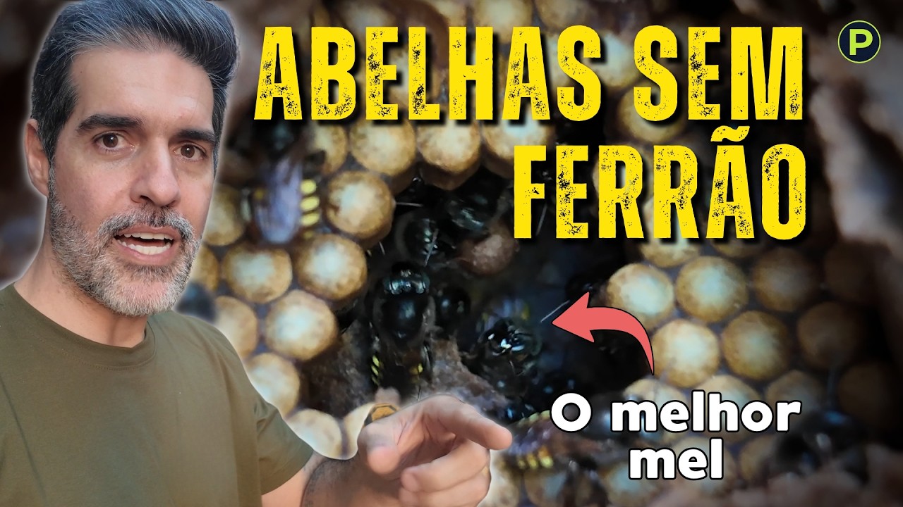 Abelhas sem ferrão: O tesouro escondido da nossa fauna
